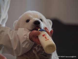 【画像】動物の子供達
