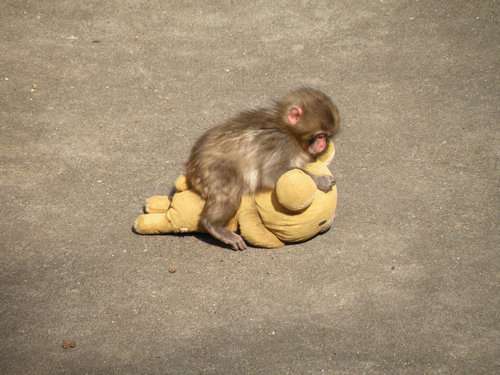 【画像】動物の子供達