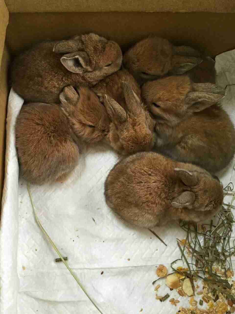 【画像】動物の子供達