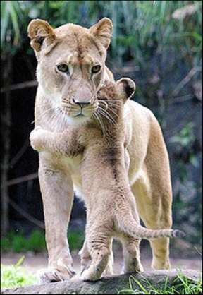【画像】動物の子供達