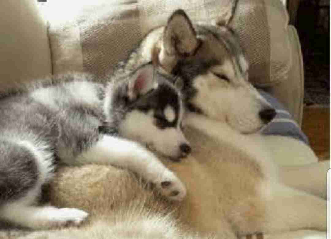【画像】動物の子供達