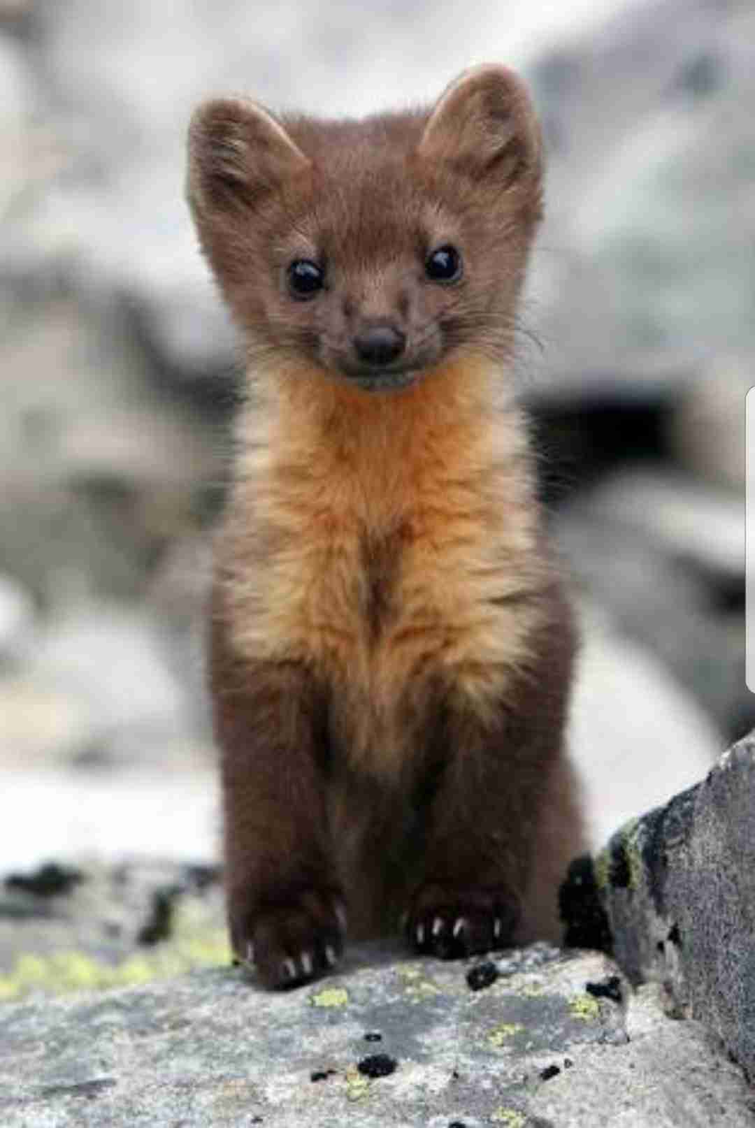【画像】動物の子供達
