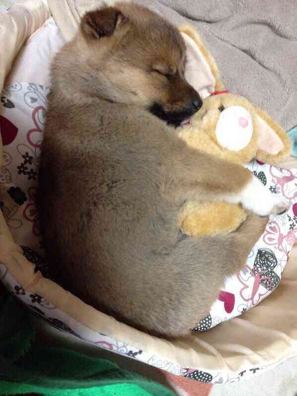 【画像】動物の子供達