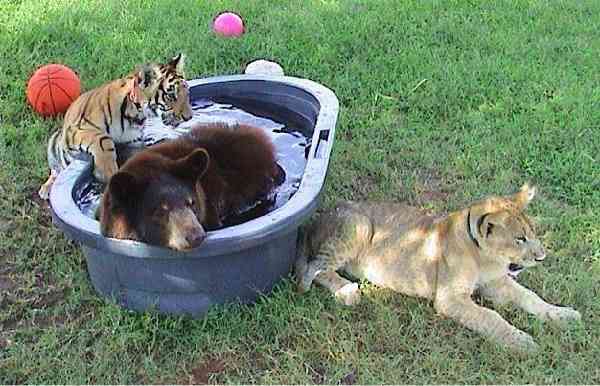 【画像】動物の子供達