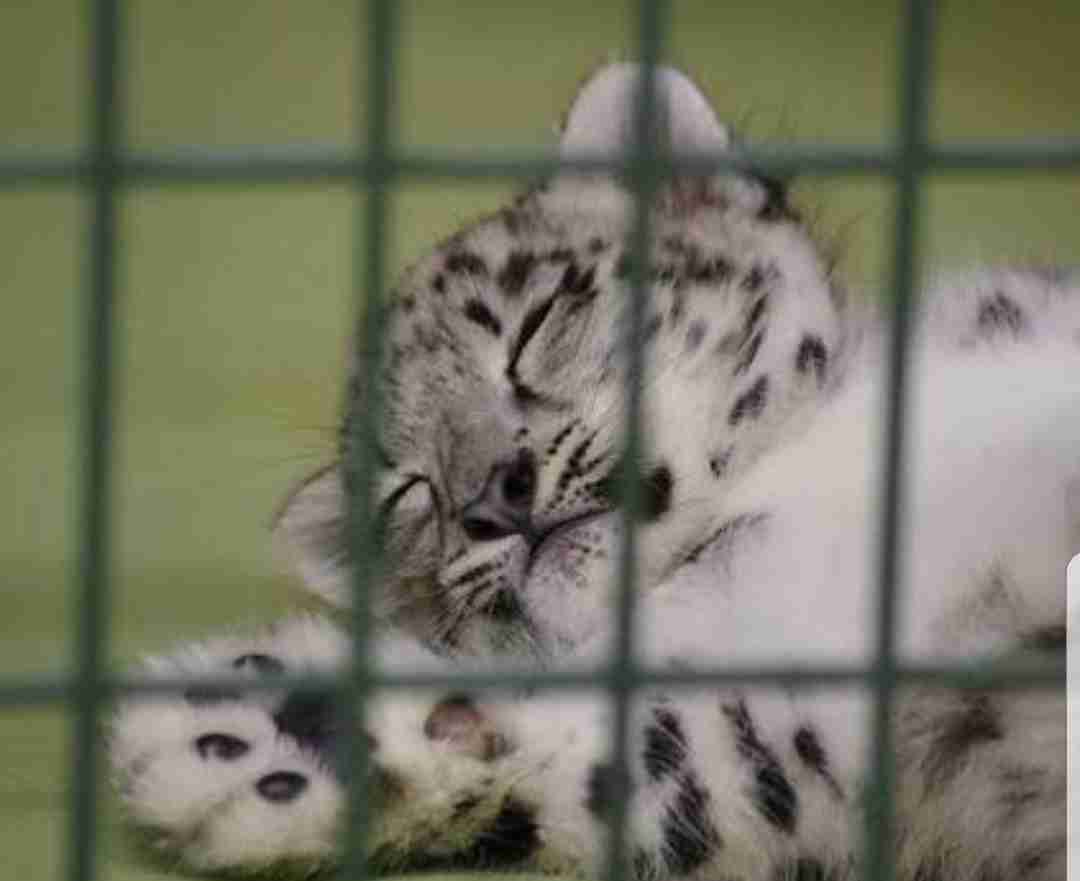 【画像】動物の子供達