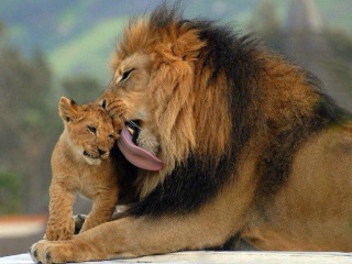 【画像】動物の子供達