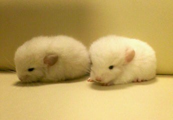 【画像】動物の子供達