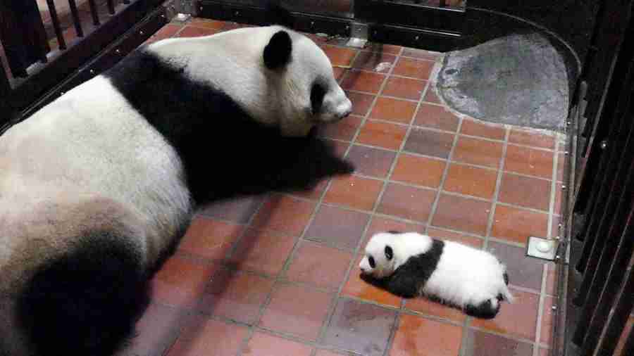 【画像】動物の子供達