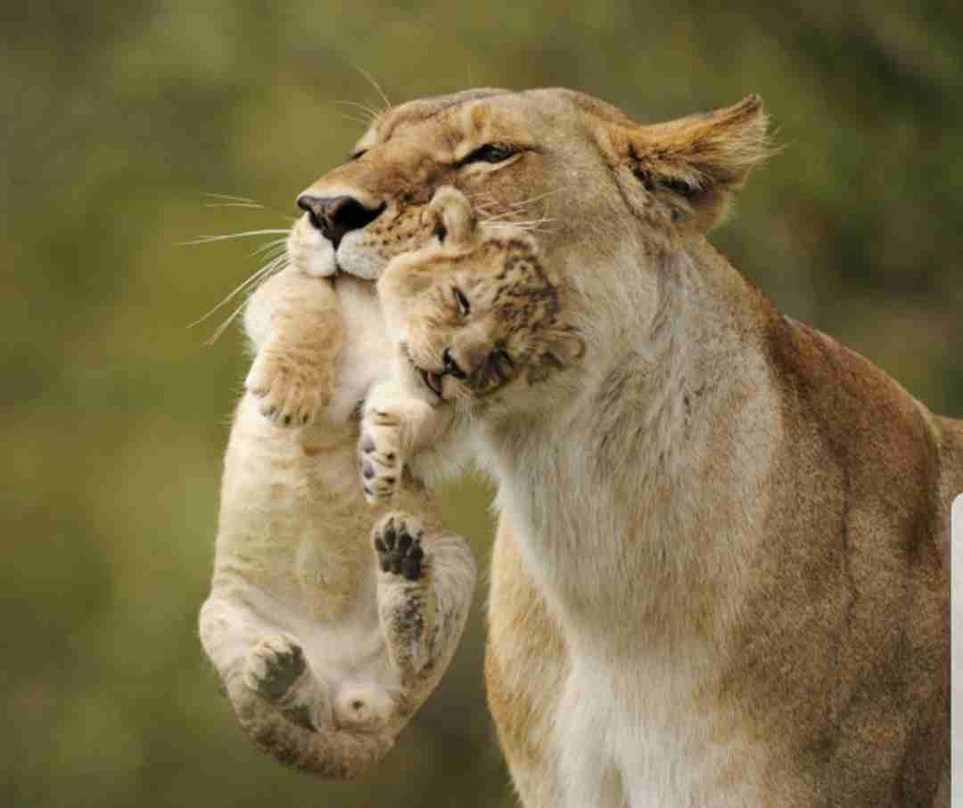 【画像】動物の子供達