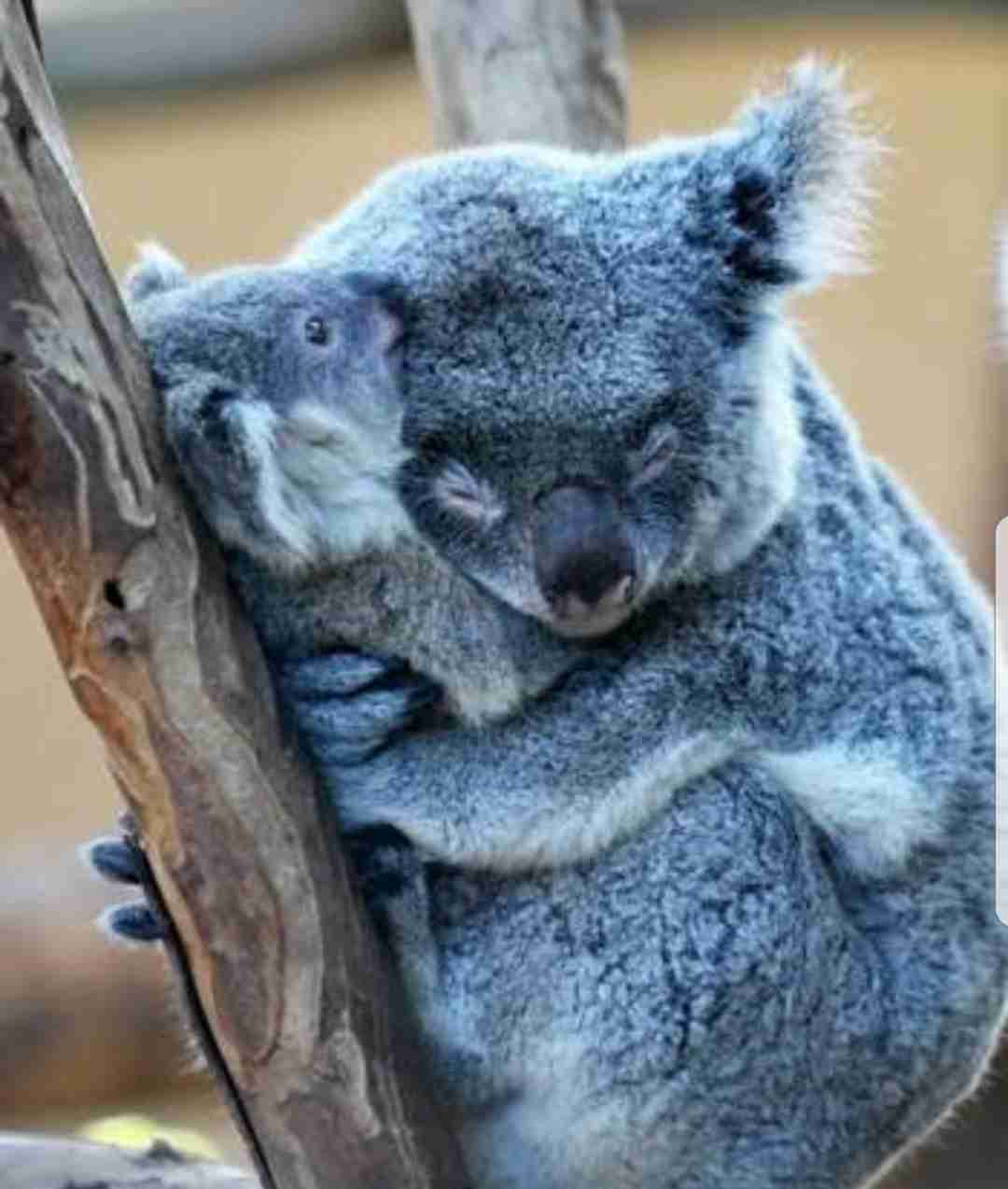 【画像】動物の子供達