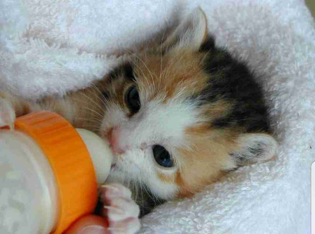 【画像】動物の子供達