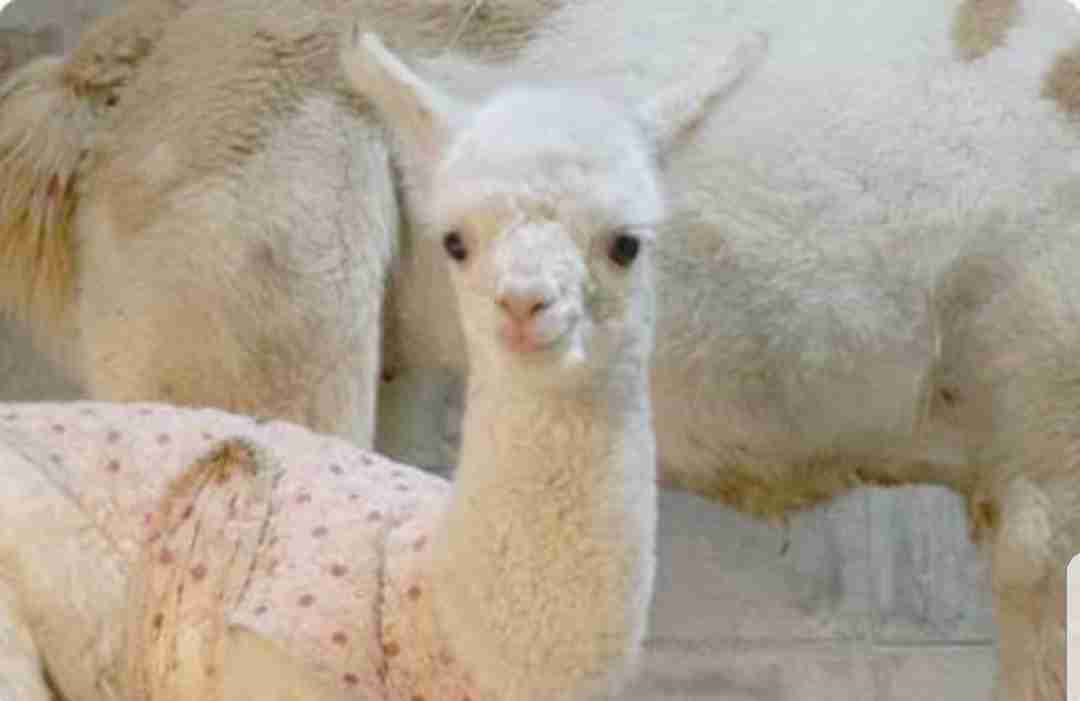 【画像】動物の子供達