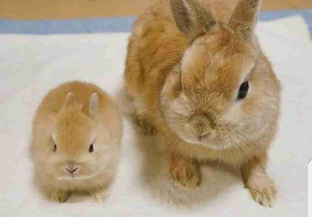 【画像】動物の子供達