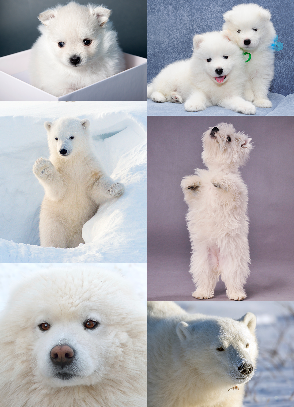 【画像】動物の子供達
