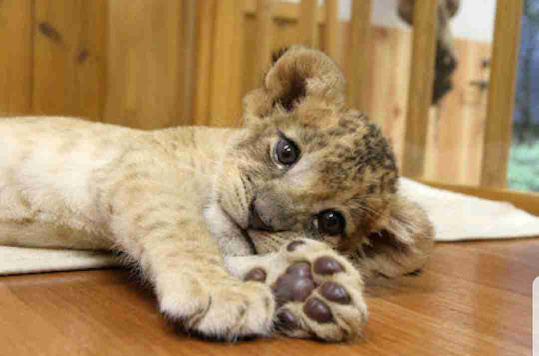 【画像】動物の子供達