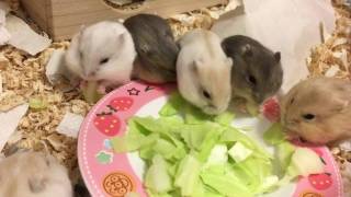 【画像】動物の子供達