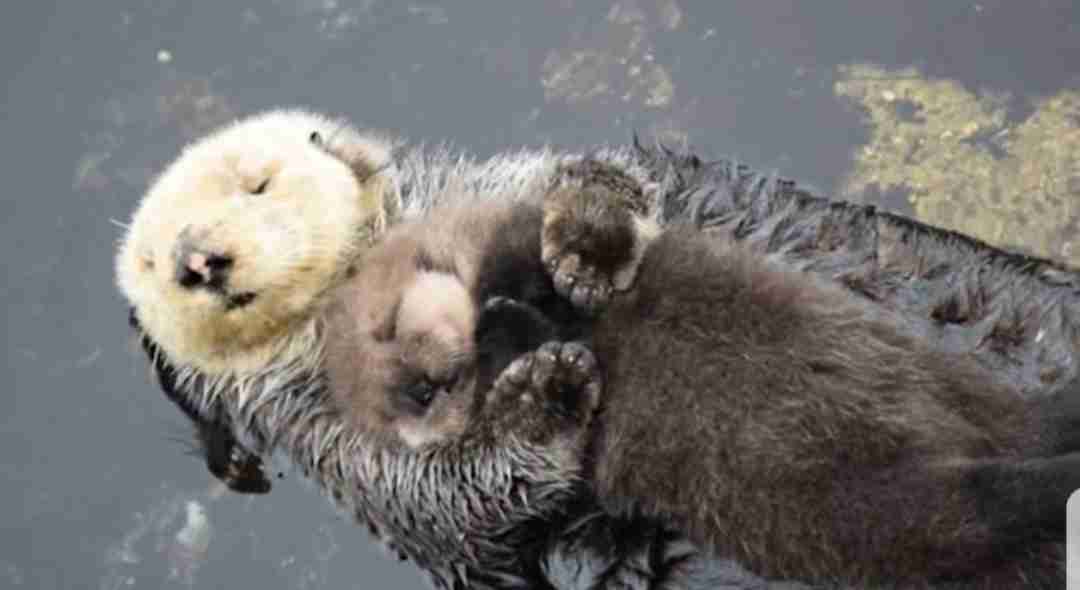 【画像】動物の子供達