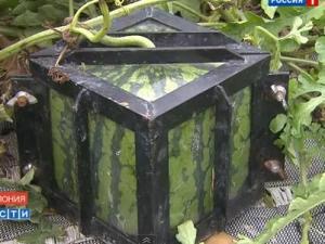 味方をフルーツの名前で呼び合って秘密の組織っぽい気分になろう