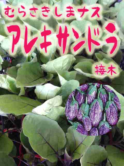 味方をフルーツの名前で呼び合って秘密の組織っぽい気分になろう