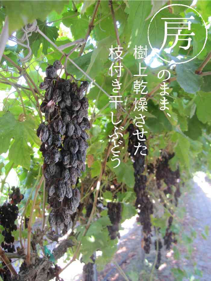 味方をフルーツの名前で呼び合って秘密の組織っぽい気分になろう
