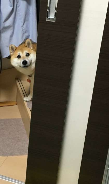 ペットあるある