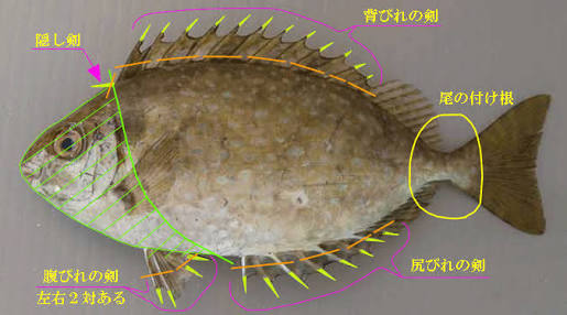 危険生物に遭遇した経験がある人
