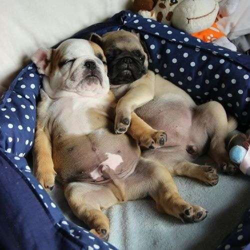 【画像】仰向けの猫・犬