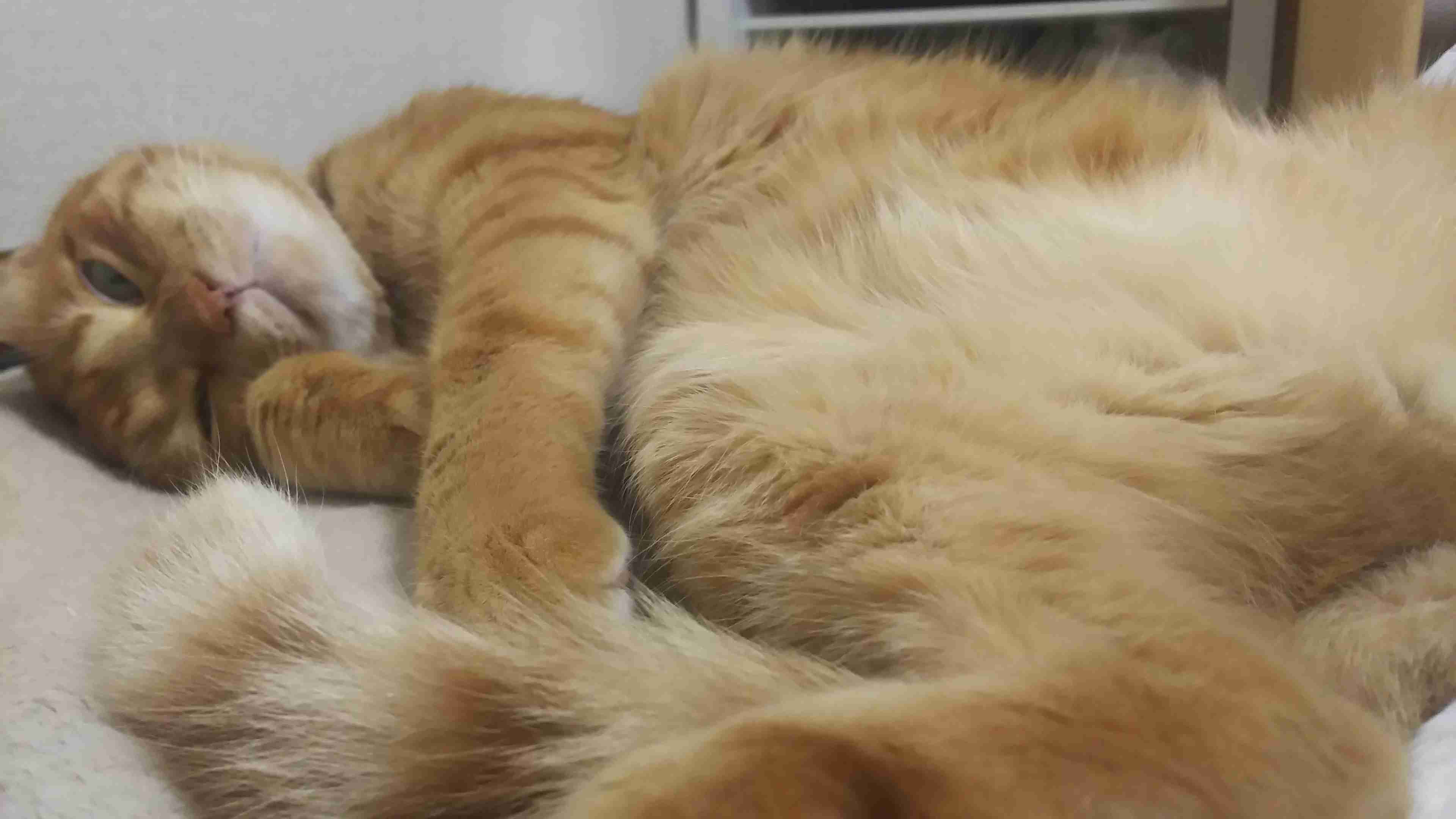 【画像】仰向けの猫・犬