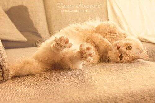 【画像】仰向けの猫・犬