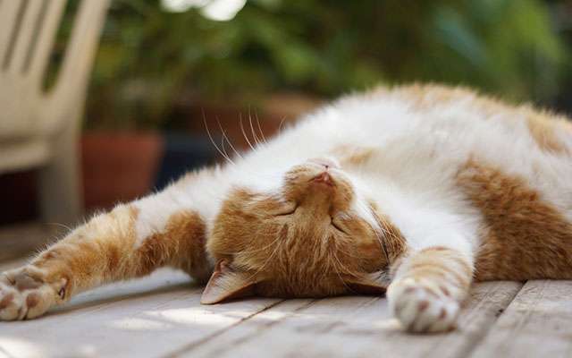 【画像】仰向けの猫・犬