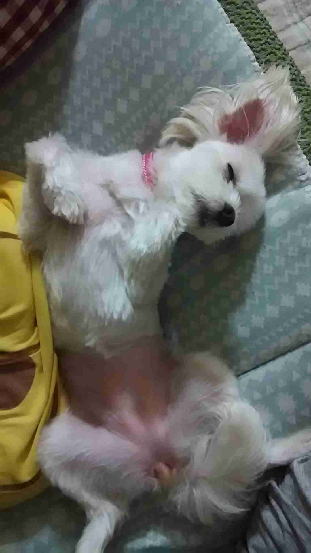 【画像】仰向けの猫・犬