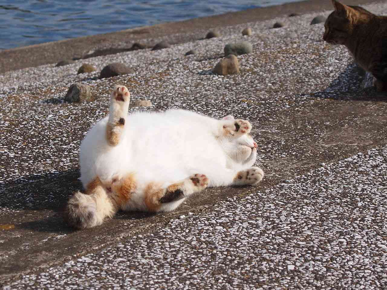 【画像】仰向けの猫・犬