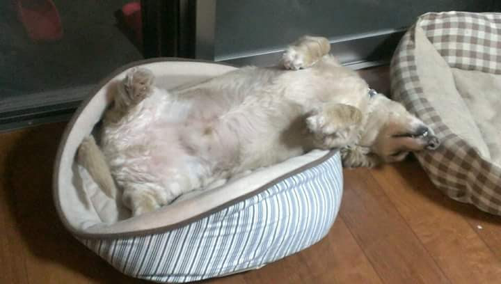 【画像】仰向けの猫・犬