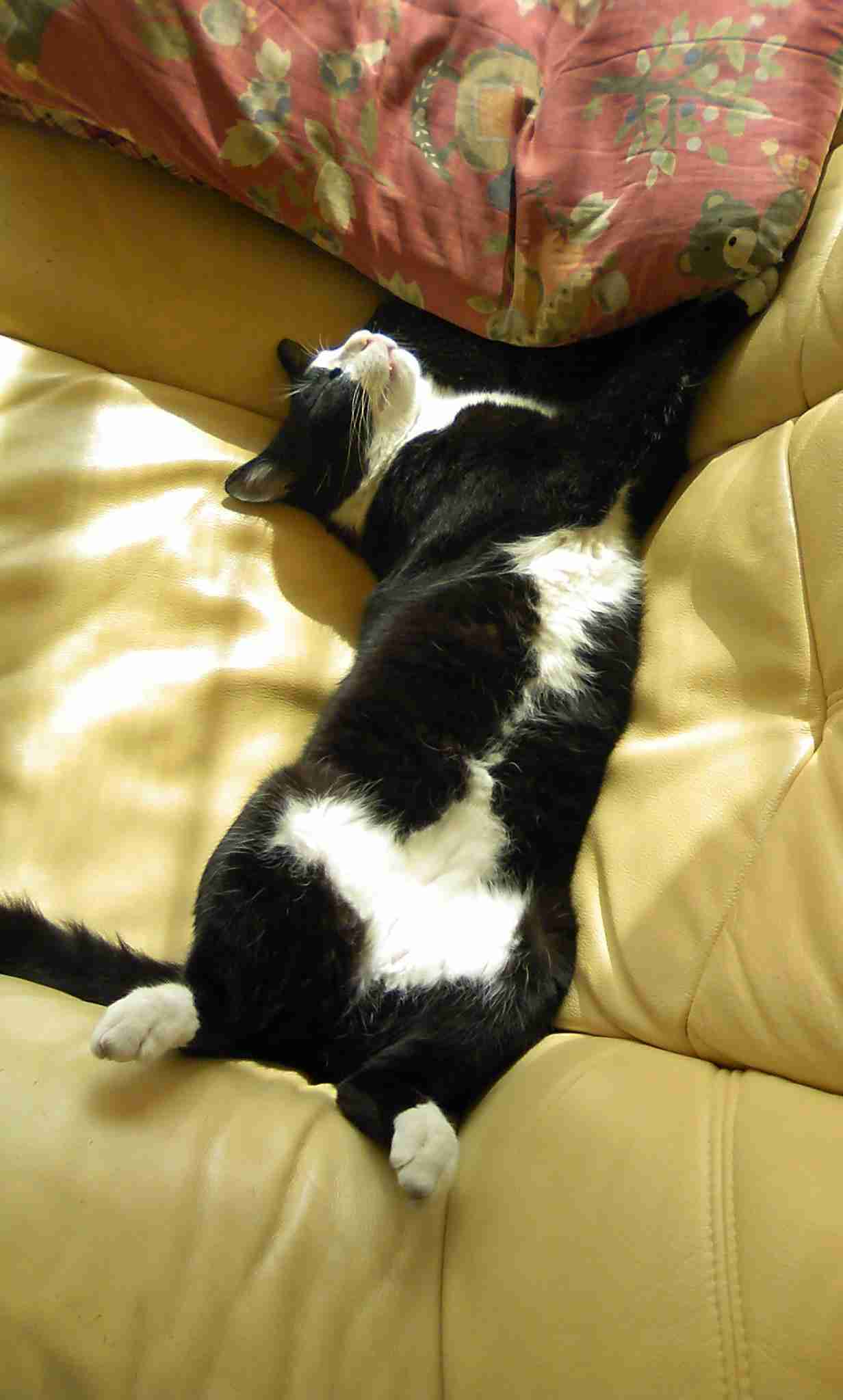 【画像】仰向けの猫・犬