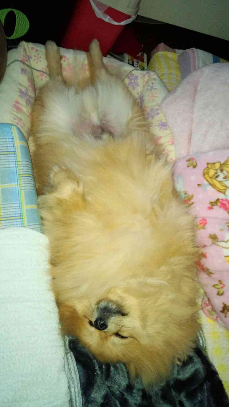 【画像】仰向けの猫・犬