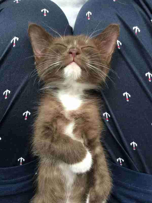 【画像】仰向けの猫・犬