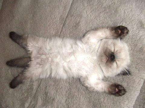 【画像】仰向けの猫・犬