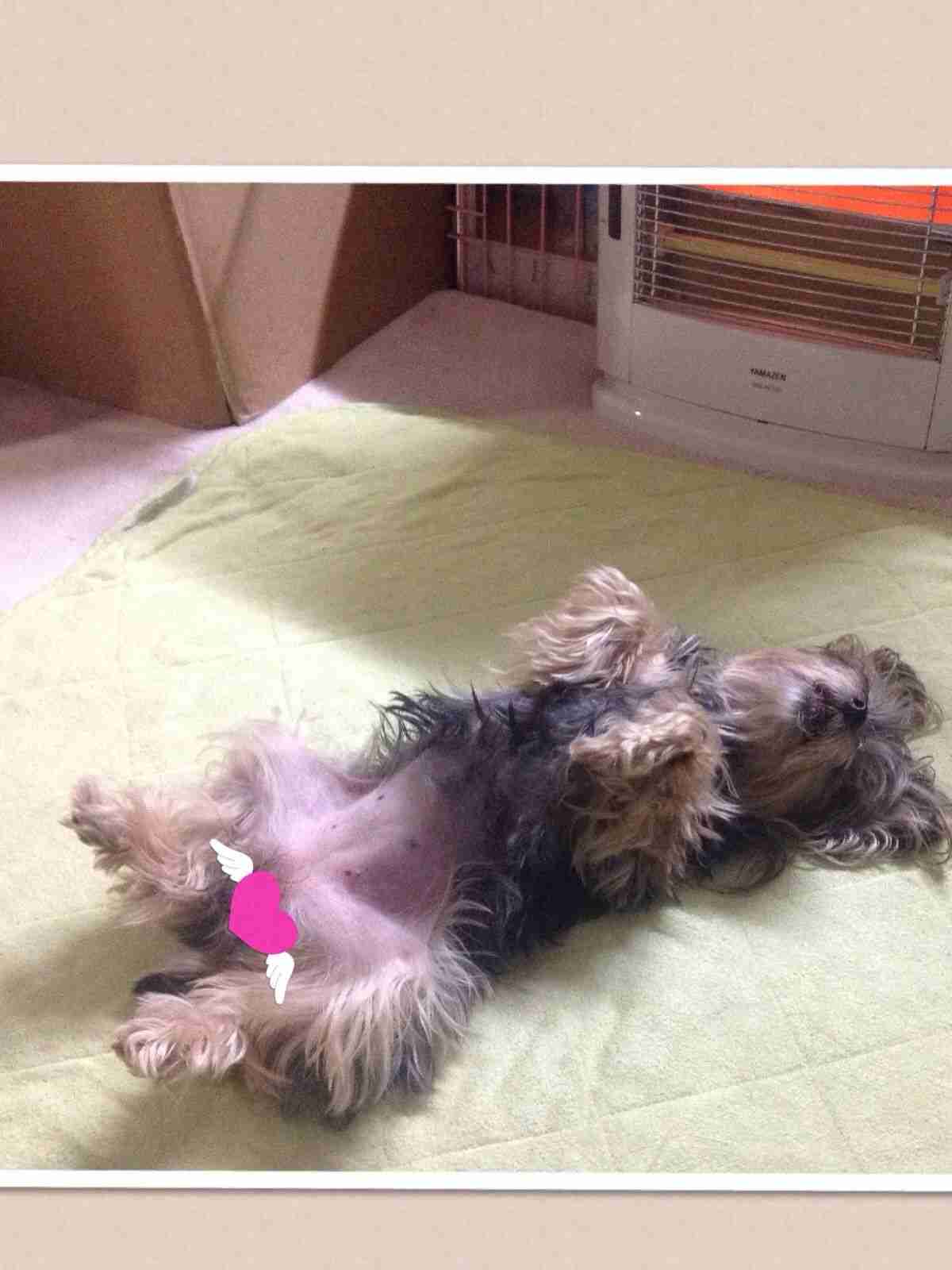 【画像】仰向けの猫・犬