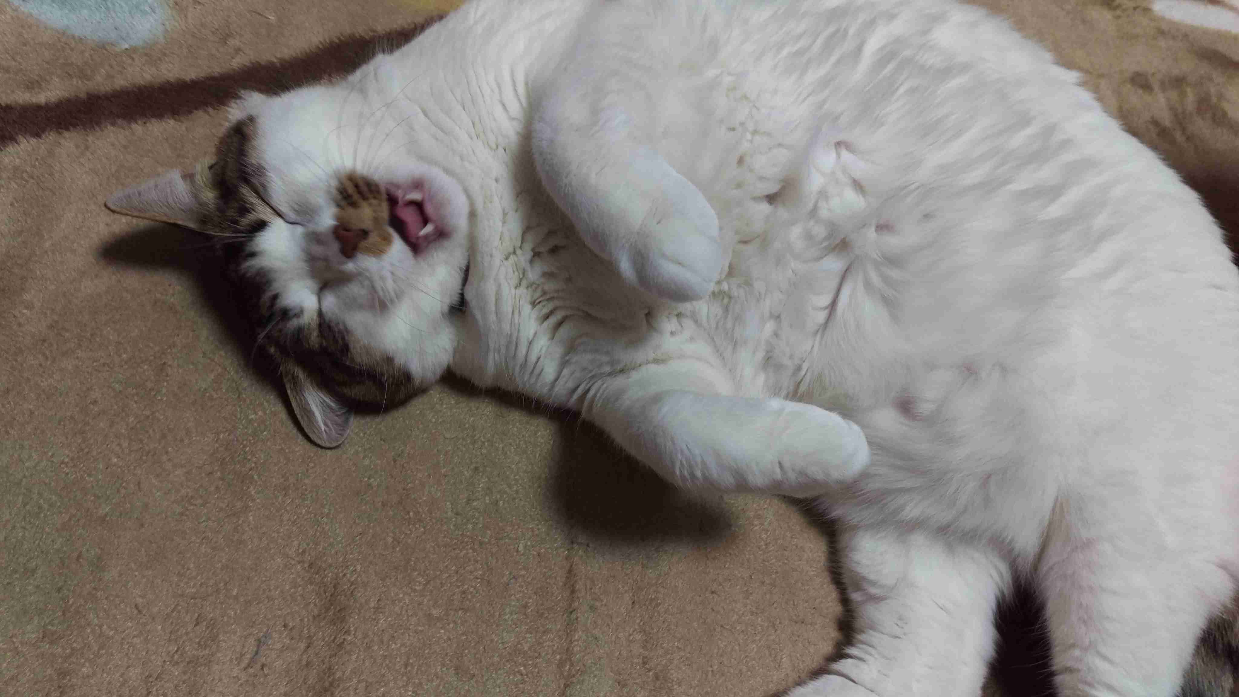 【画像】仰向けの猫・犬