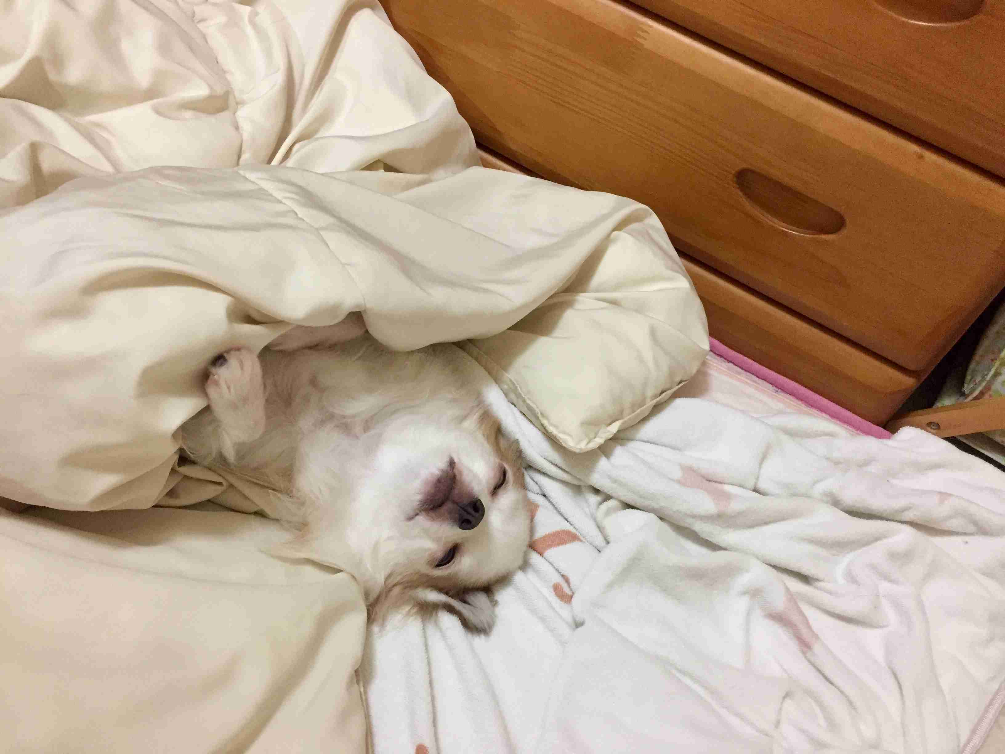 【画像】仰向けの猫・犬