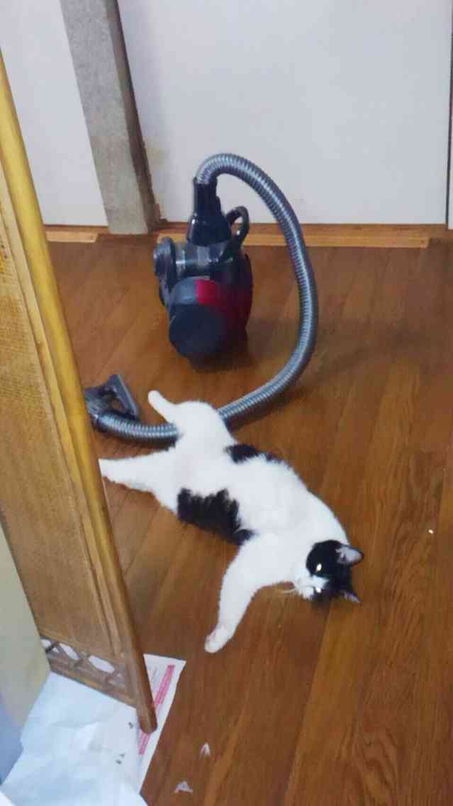 【画像】仰向けの猫・犬