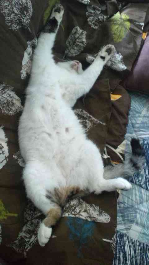 【画像】仰向けの猫・犬