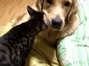 甘えてる猫の画像