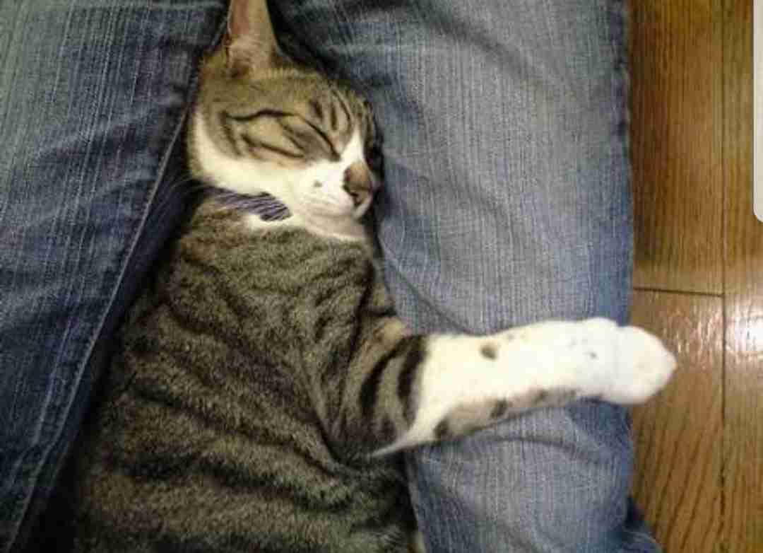 甘えてる猫の画像