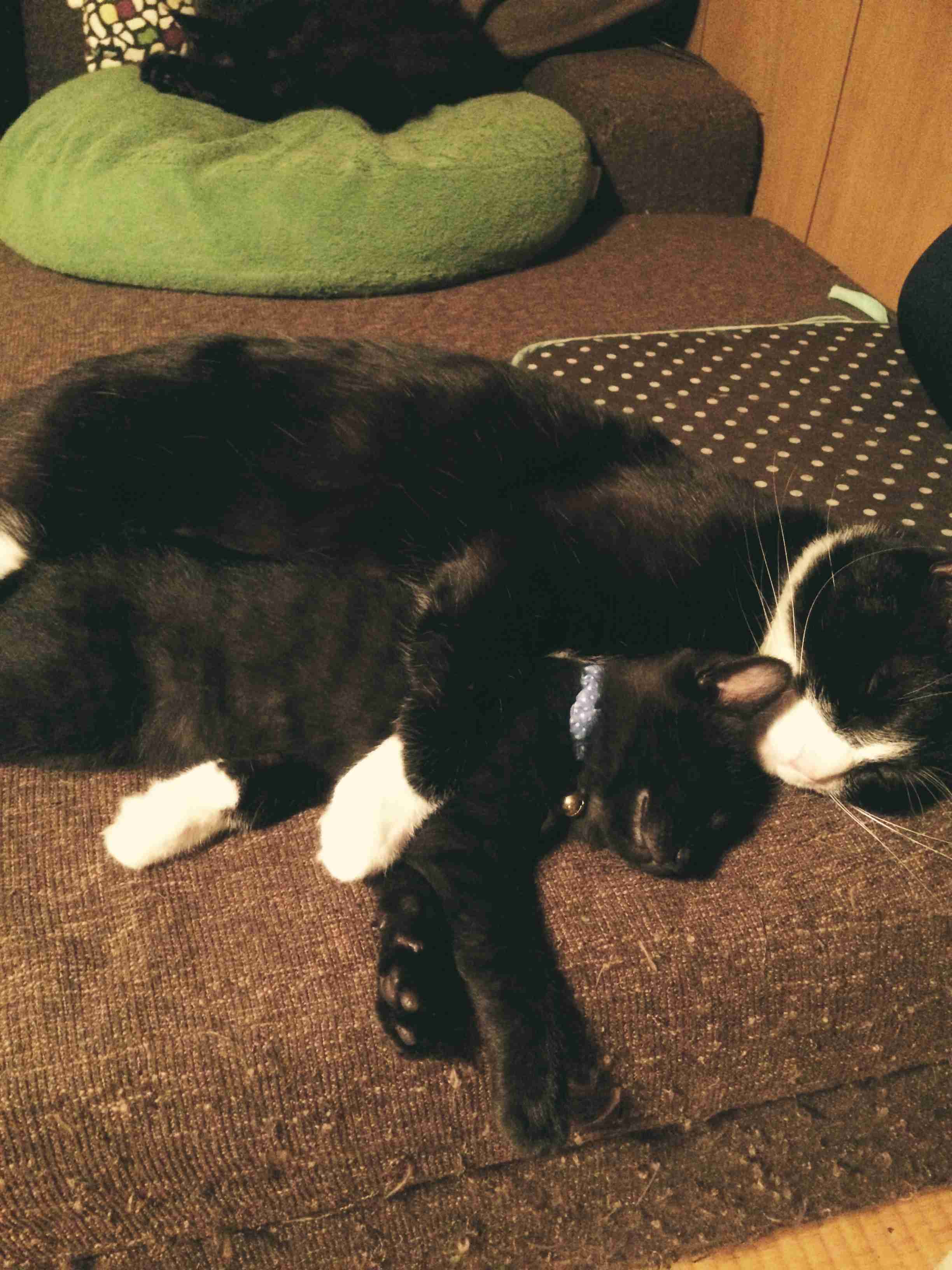 甘えてる猫の画像