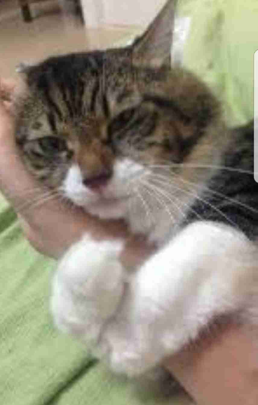 甘えてる猫の画像