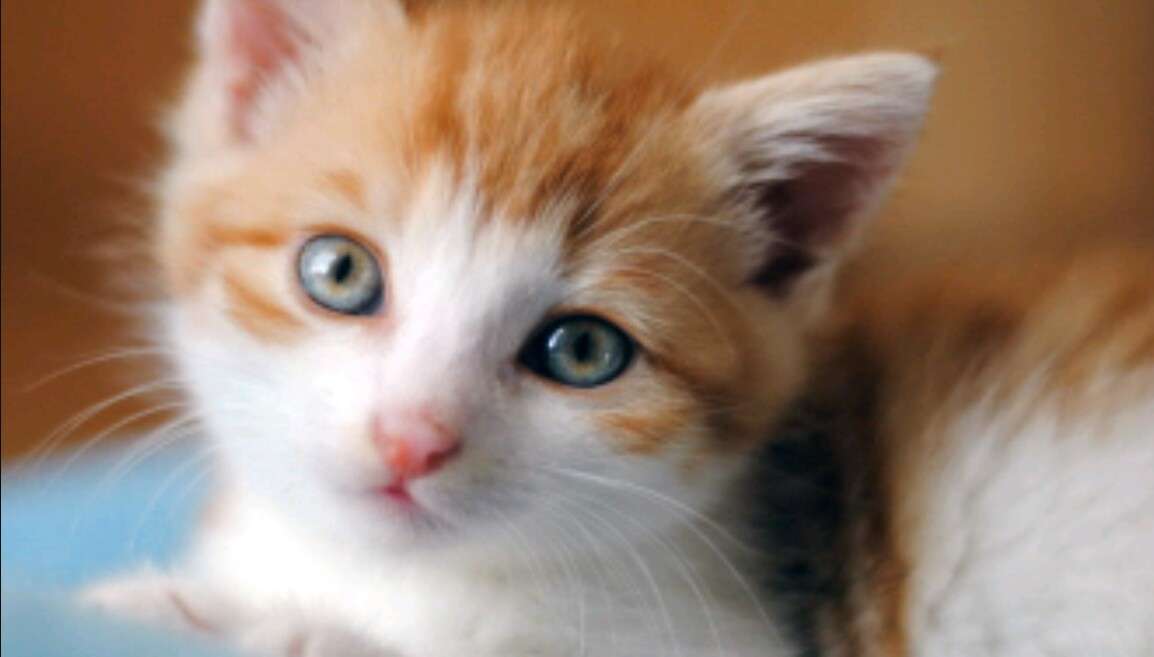 甘えてる猫の画像