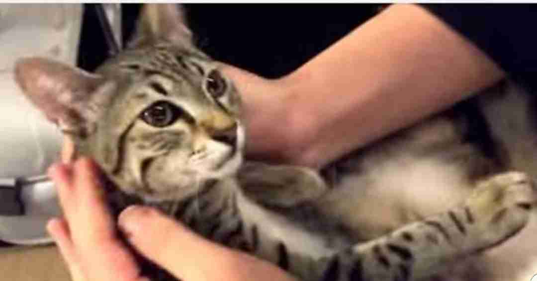 甘えてる猫の画像