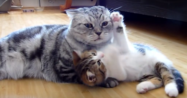 甘えてる猫の画像