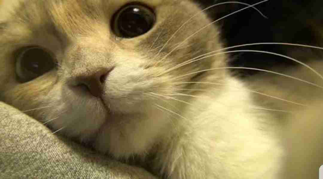 甘えてる猫の画像